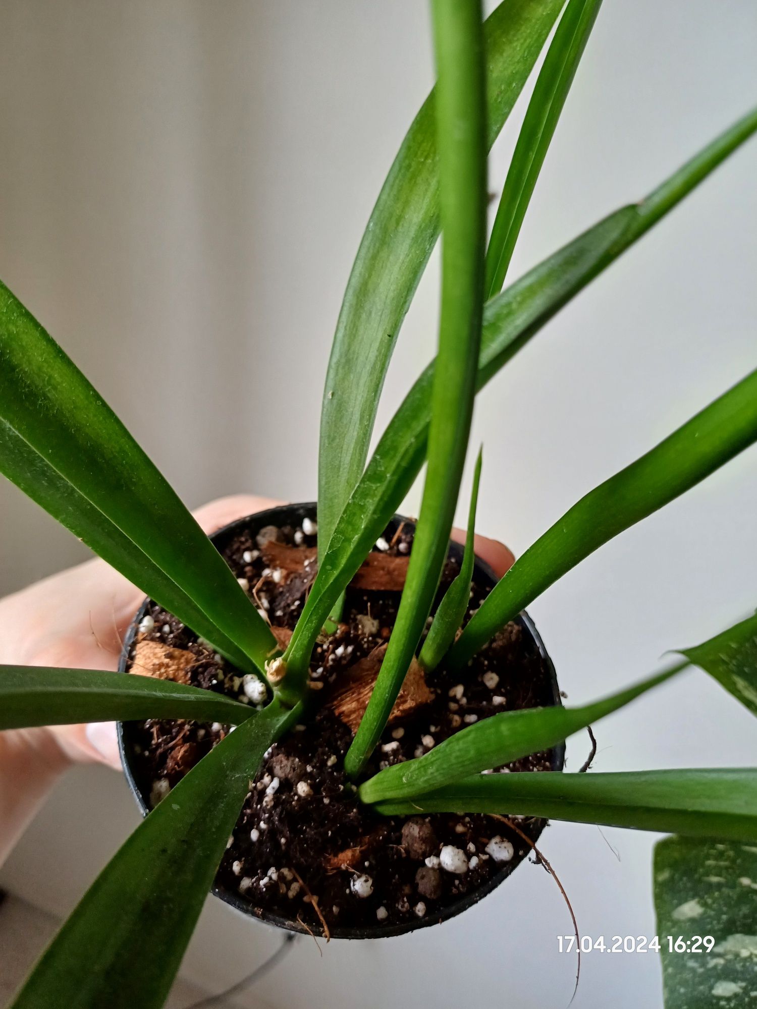 Sansevieria kirkii friends