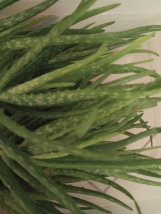 SADZONKA Aloesu - Sprzedam!!!