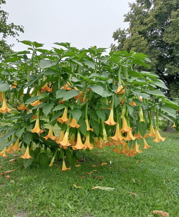 Datura wieloletnia anielskie trąby