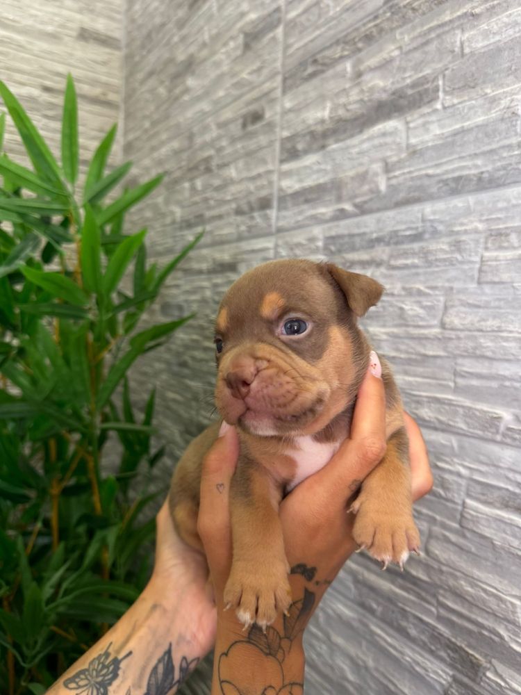 American bully exotic