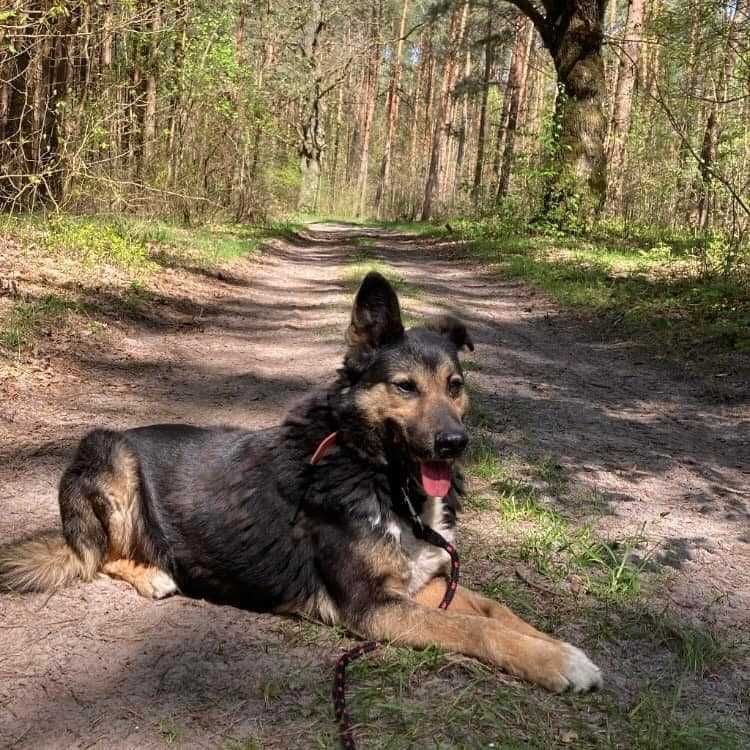 Cień to ok.5 let.psiak czekający na swojego człowieka czy go znajdzie