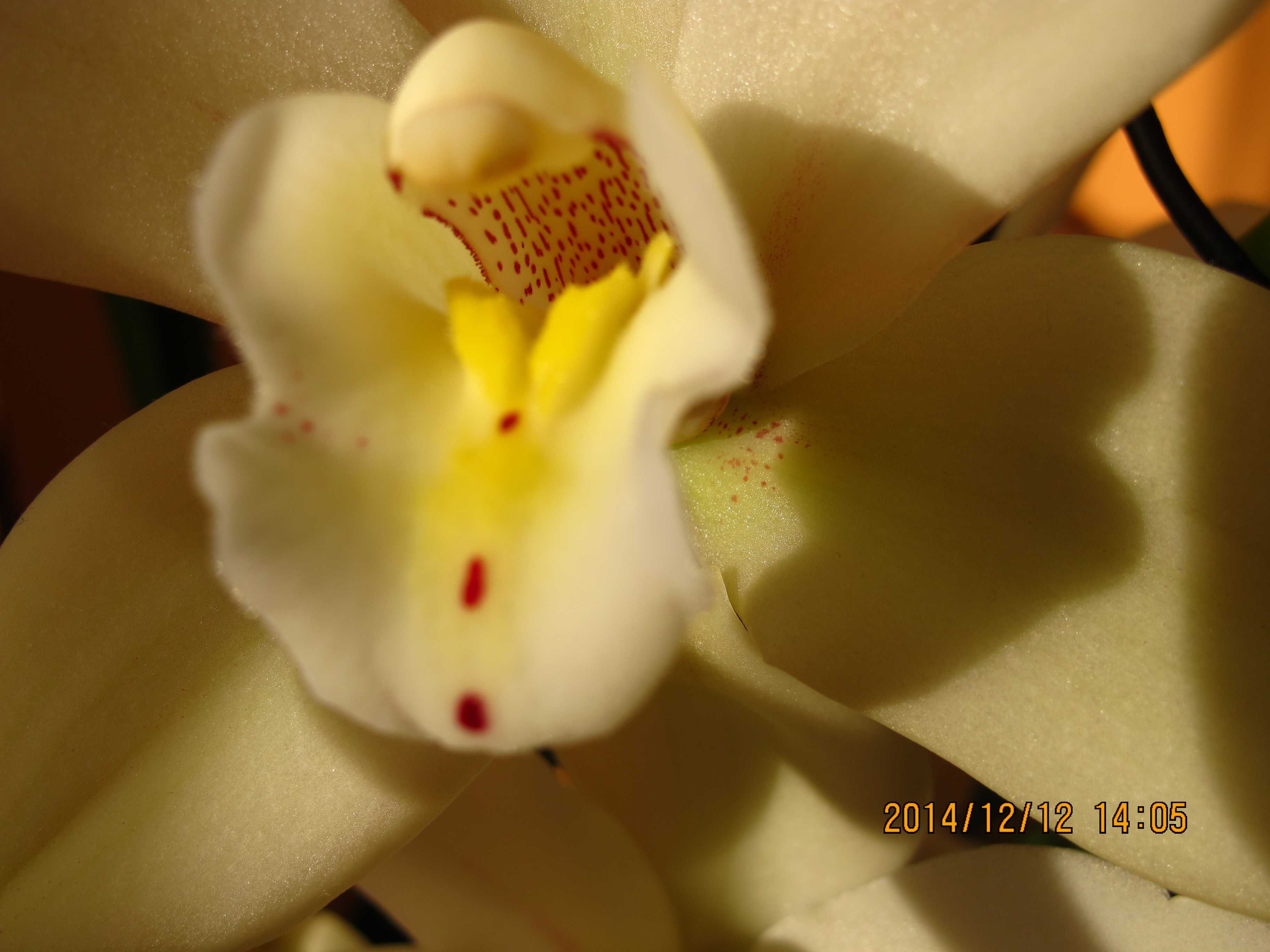 cymbidium storczyk kwitnące