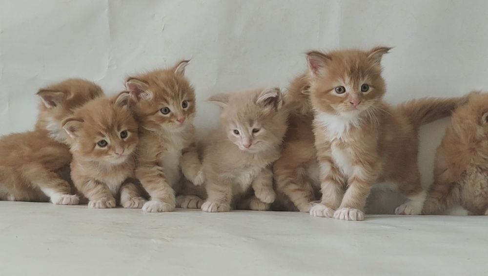 Мейн Кун. Большой выбор котят.