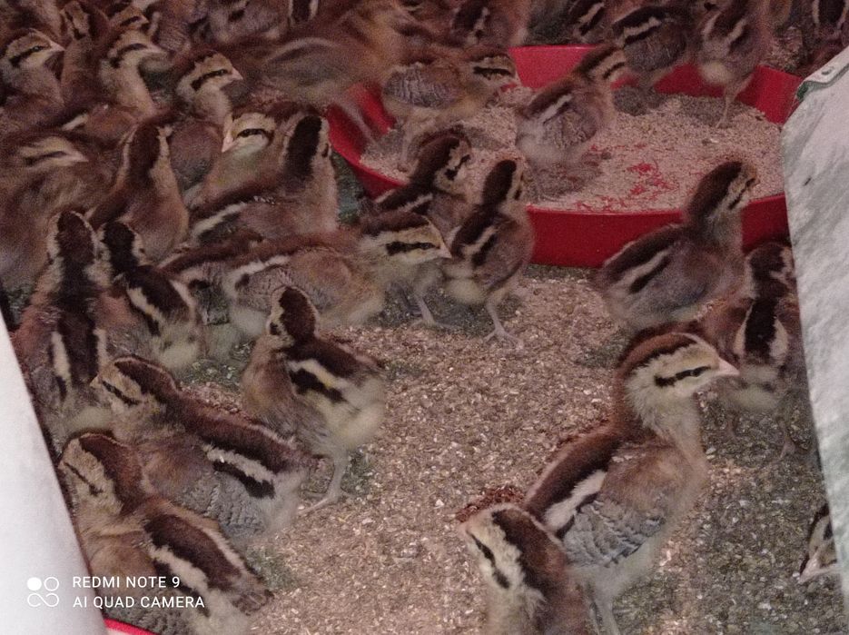 Zielononóżki kurki młode nioski Rossa leghorn