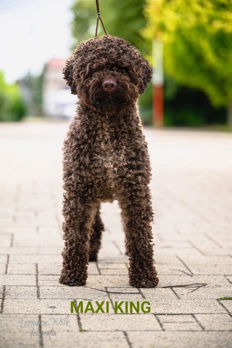 Hodowla STEPS OF CHAOS FCI Lagotto Romagnolo