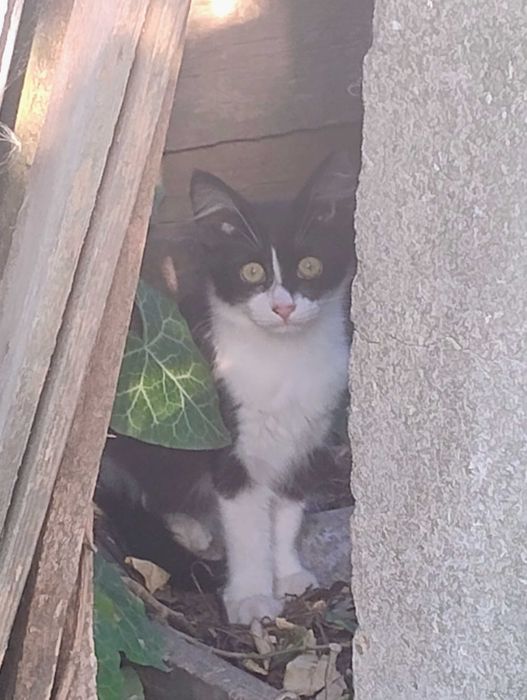 Отдам в хорошие руки кошечку.