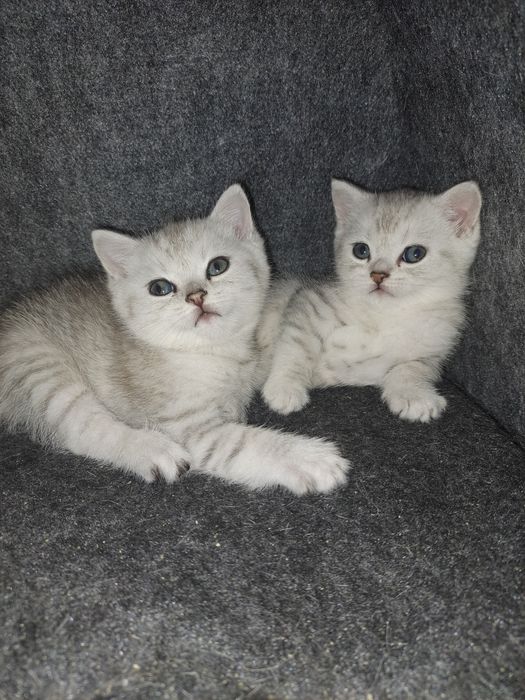 Пропонуємо чистокровних британських кошенят чистої крові є срібна шинш