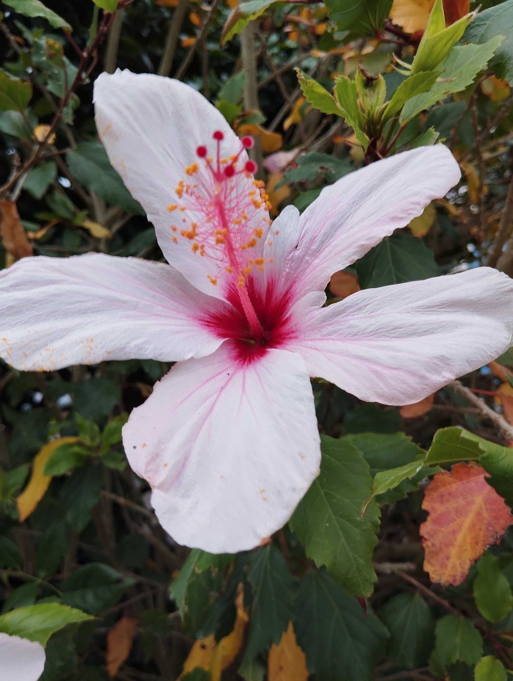 Jardins e outros.