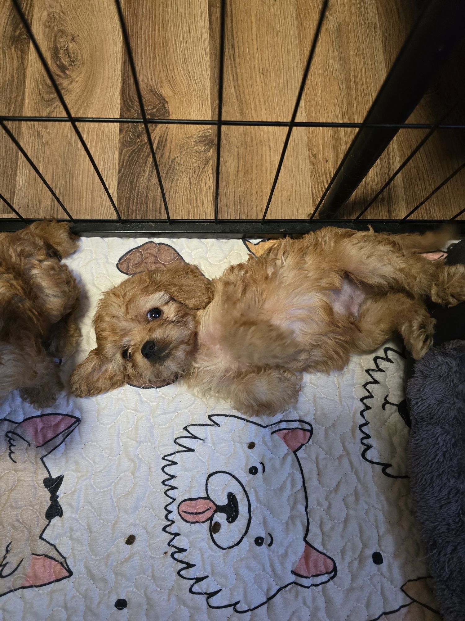 Śliczny chłopiec cavapoo