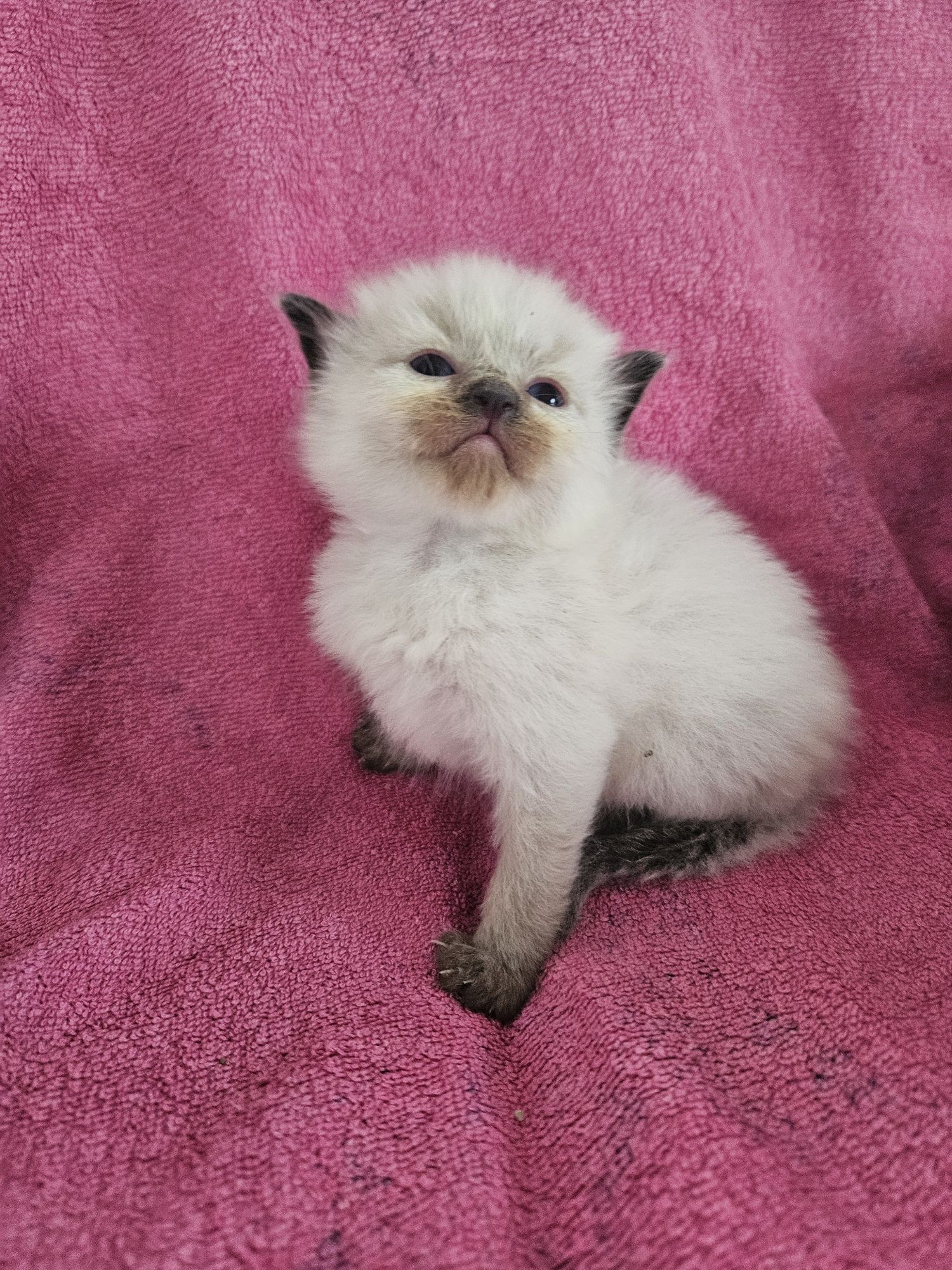 Ragdoll szuka domku