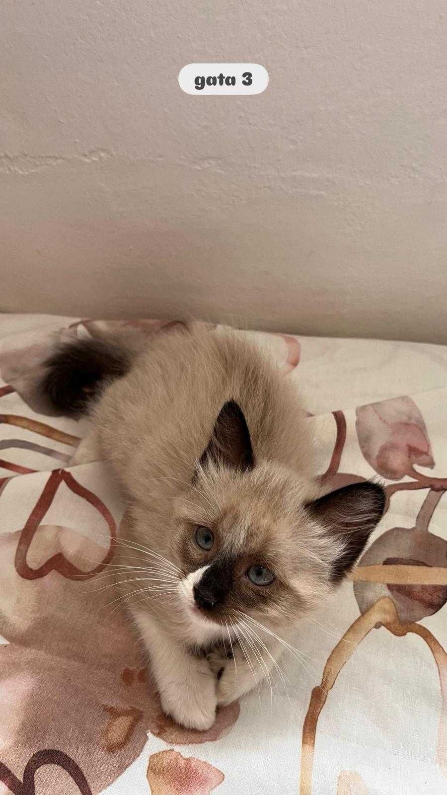 Gatas Bebe  para adopção