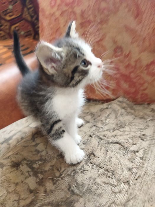 Маленькі котики шукають