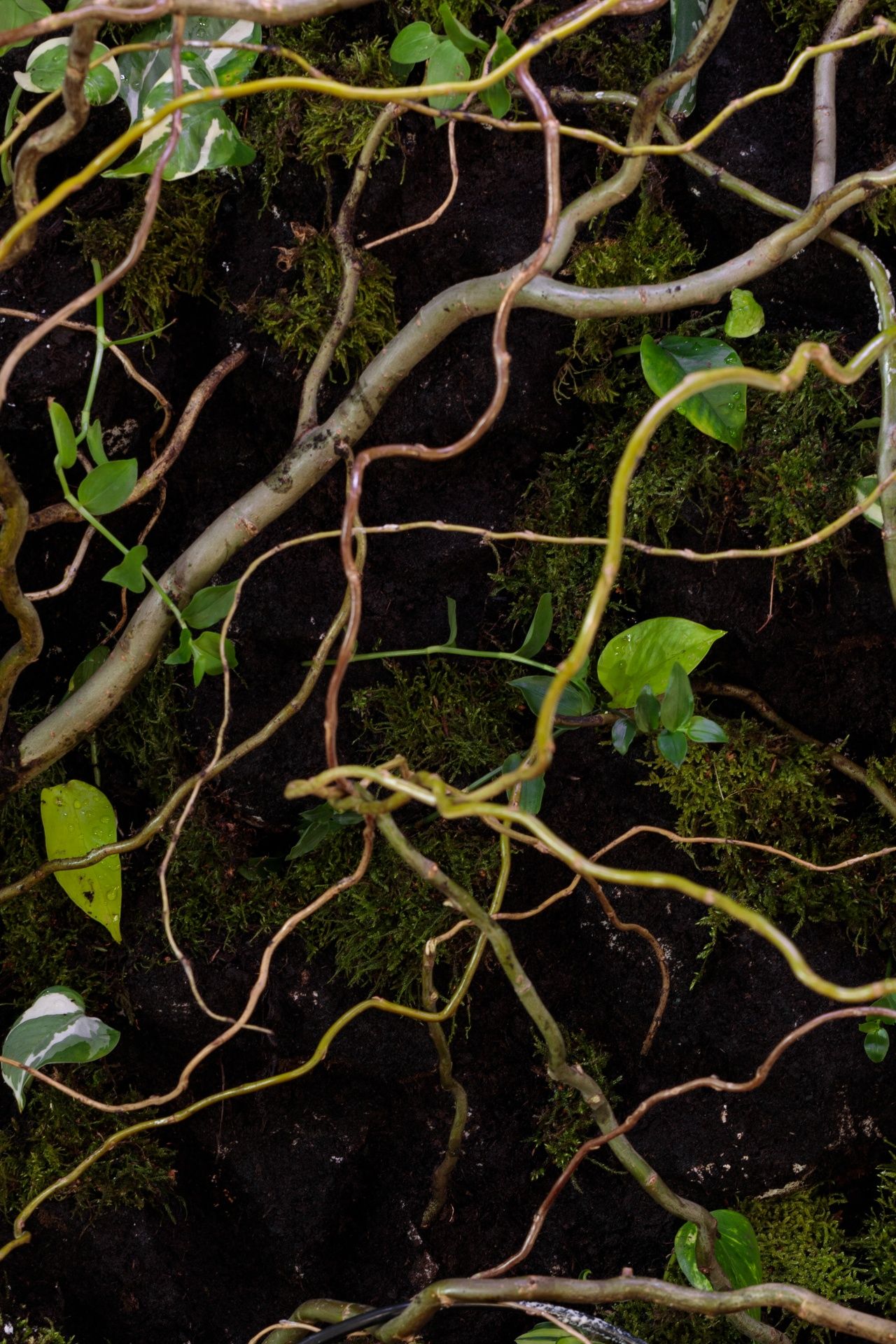 Terrarium tropikalne 40x40x60