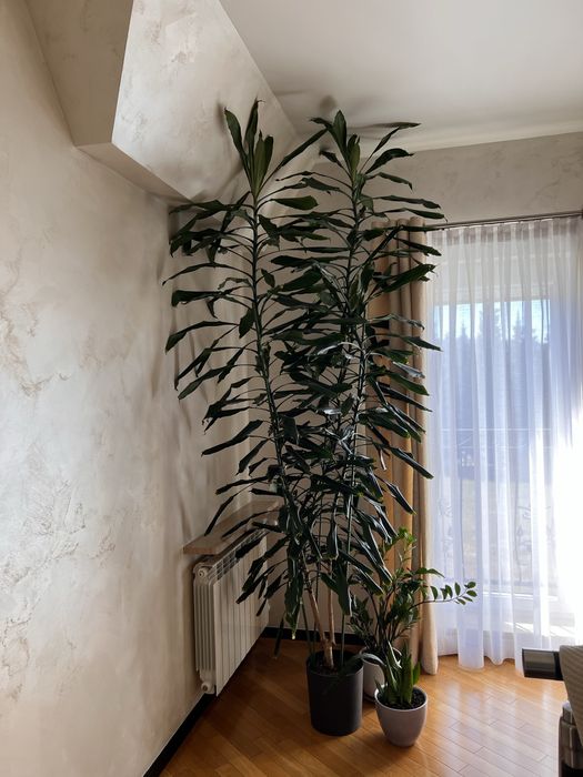 Kwiaty doniczkowe domowe