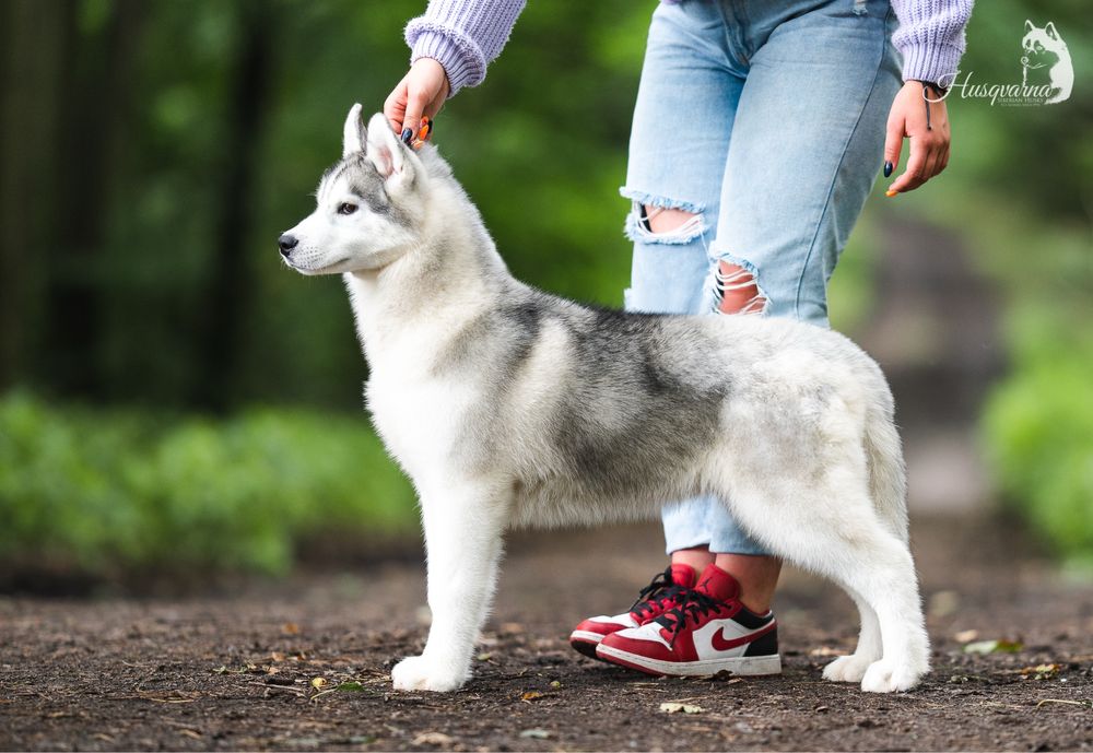 Śliczna suczka / Hodowla FCI od 1994 roku