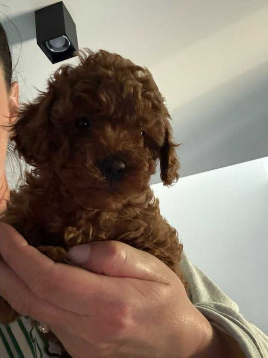 Pudel Toy chłopczyk Red Brown