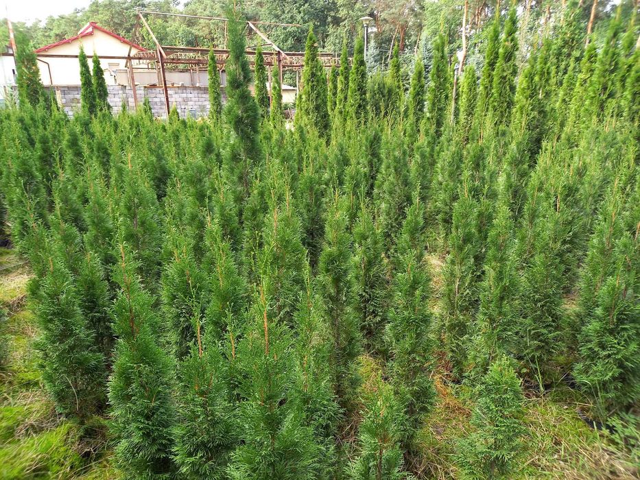 Tuje szmaragd w doniczkach 120 cm