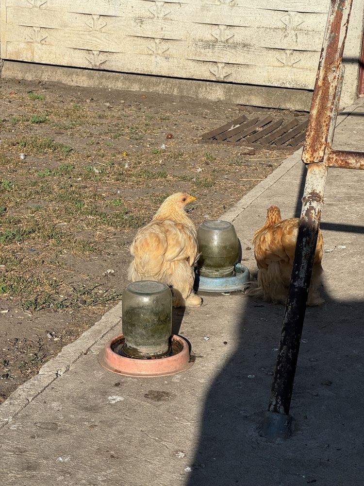 карликовий кохінхін