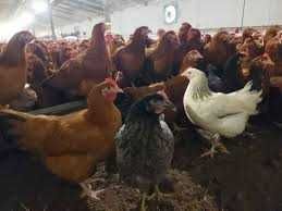 Kury NIOSKI z wolnego wybiegu ! ROSA Messa Dominant ISA Leghorn !!