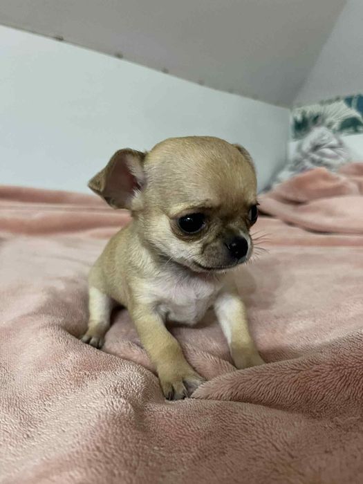 Chihuahua krótkowłosa-1 piesek