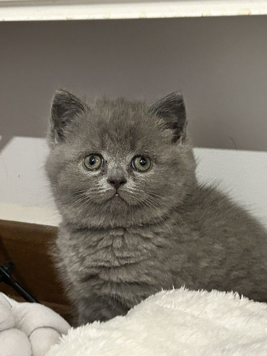 Kocię Brytyjskie, Kot Brytyjski - do rezerwacji