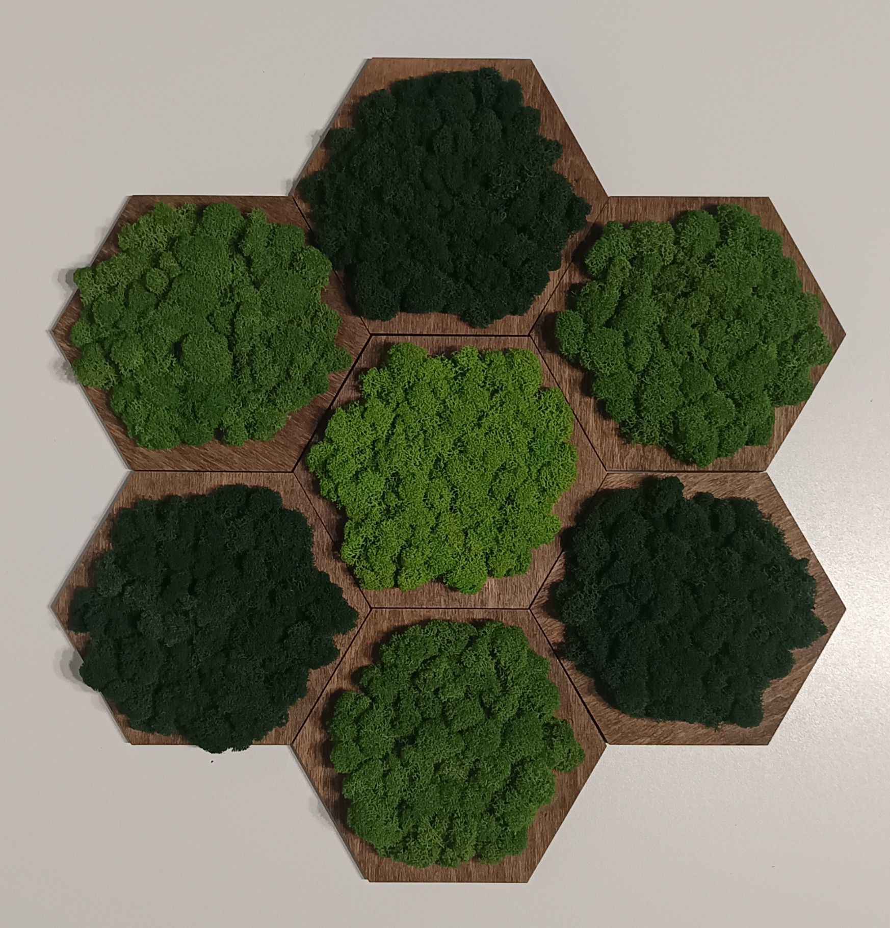 Panel hexagon z mchem chrobotkiem