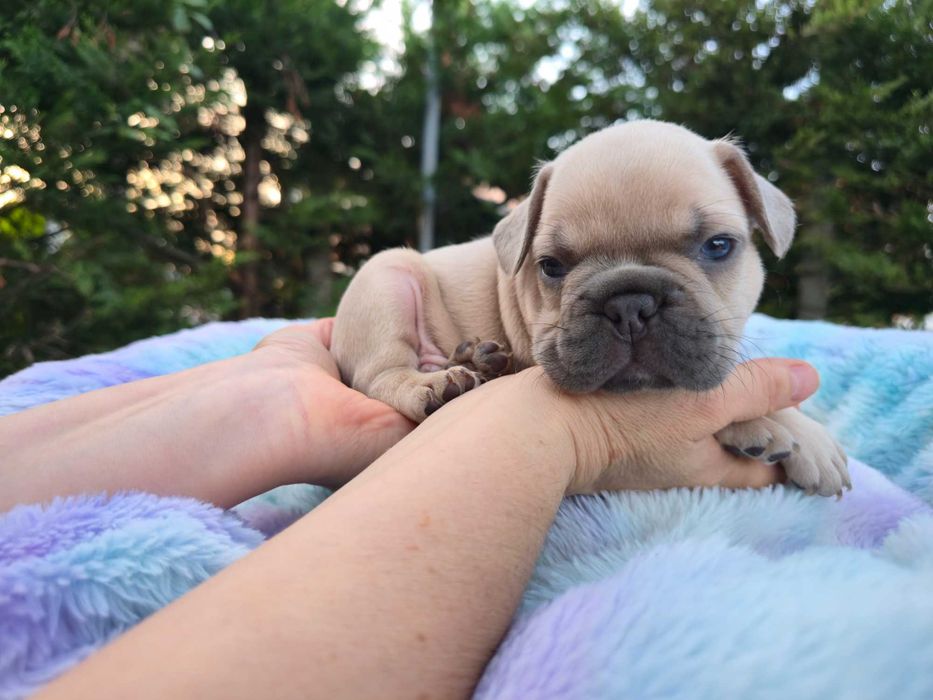 Bulldogue Francês . Top qualidade