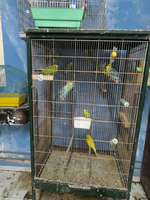 Periquitos Hagoromos, asa negras etc.