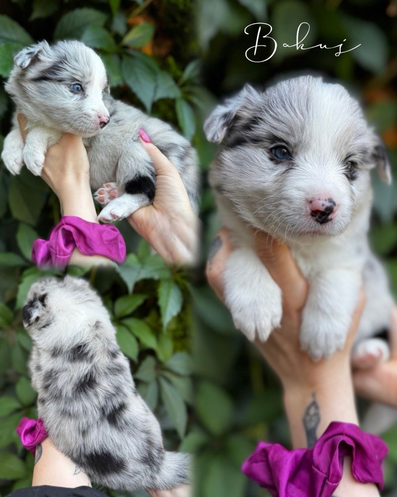 Border Collie piesek merle. Linia Show. ZKWP/FCI.