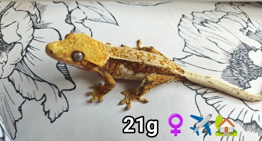 Gekon orzęsiony WeedGeckos samiec samica
