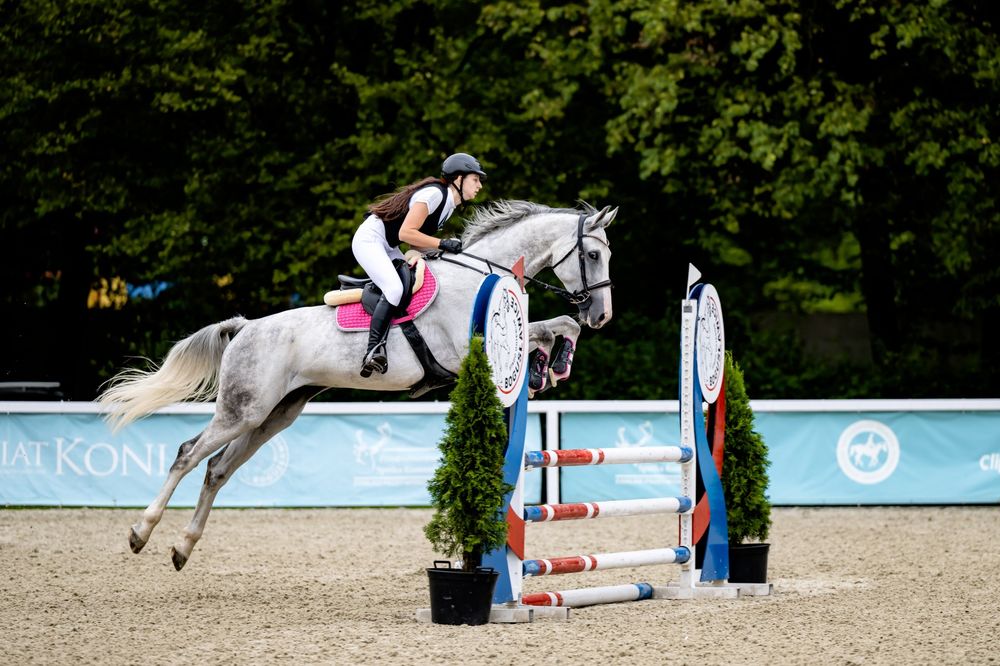 Klacz polski koń sportowy na sprzedaż