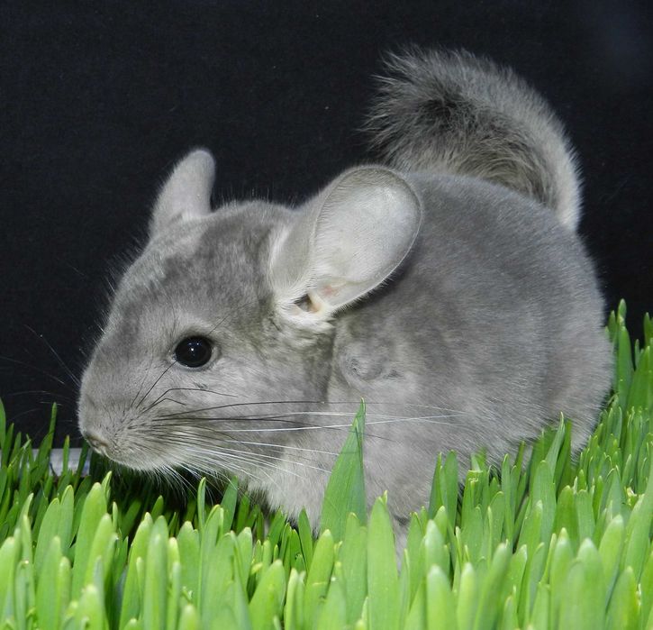 Szynszyla Szynszyl FIOLET fioletowy + wyprawka