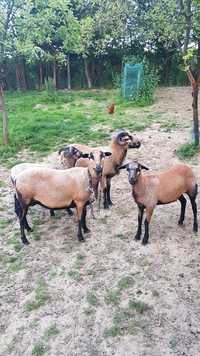 Owce Kamerunskie