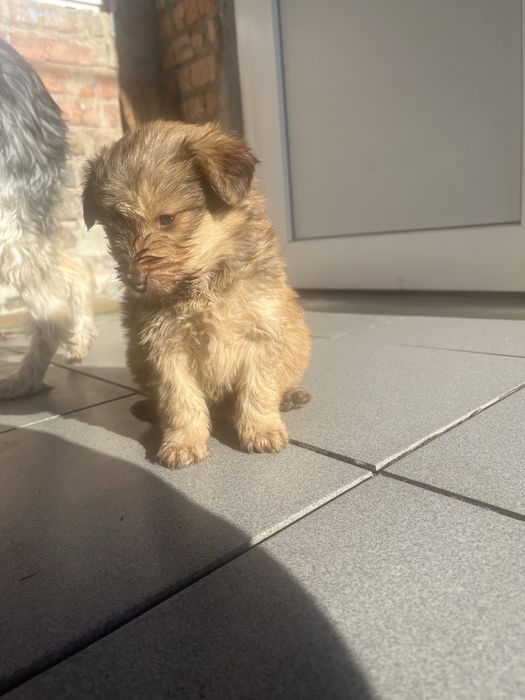 Маленькі друзі,в вашу родину.