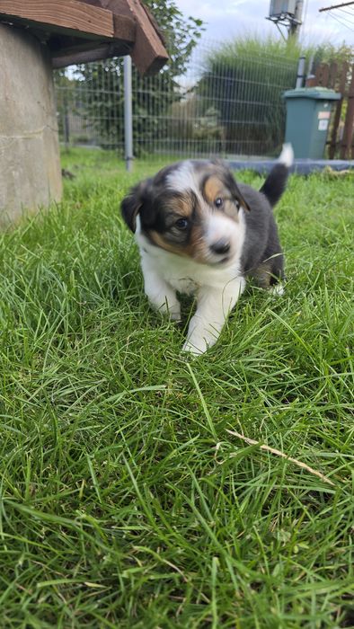 Border Collie blue marle tricolor, czarno białe