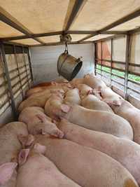 Доставка свиней живою вагою