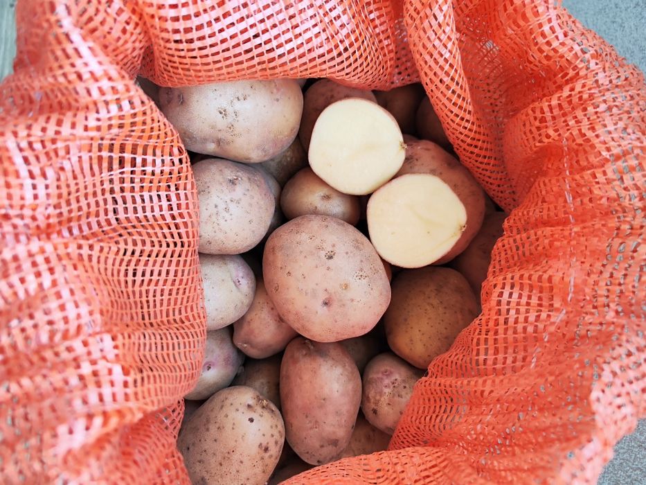 Ziemniaki Irga i Noya ekologiczne bez chemii z dostawą do domu