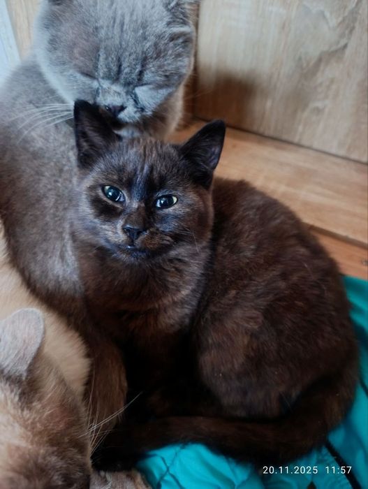 Шоколадный котёнок, мальчик 6 месяцев..