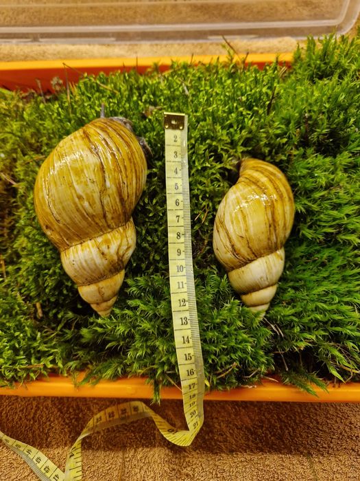 Подарунковий набір УляСет5 Ахатина Фуліка