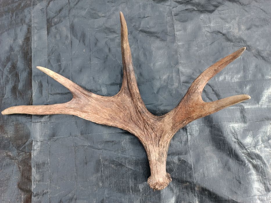 Sprzedam poroże łosia