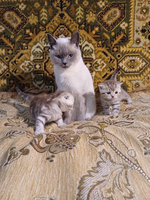 Шотландські кошенята