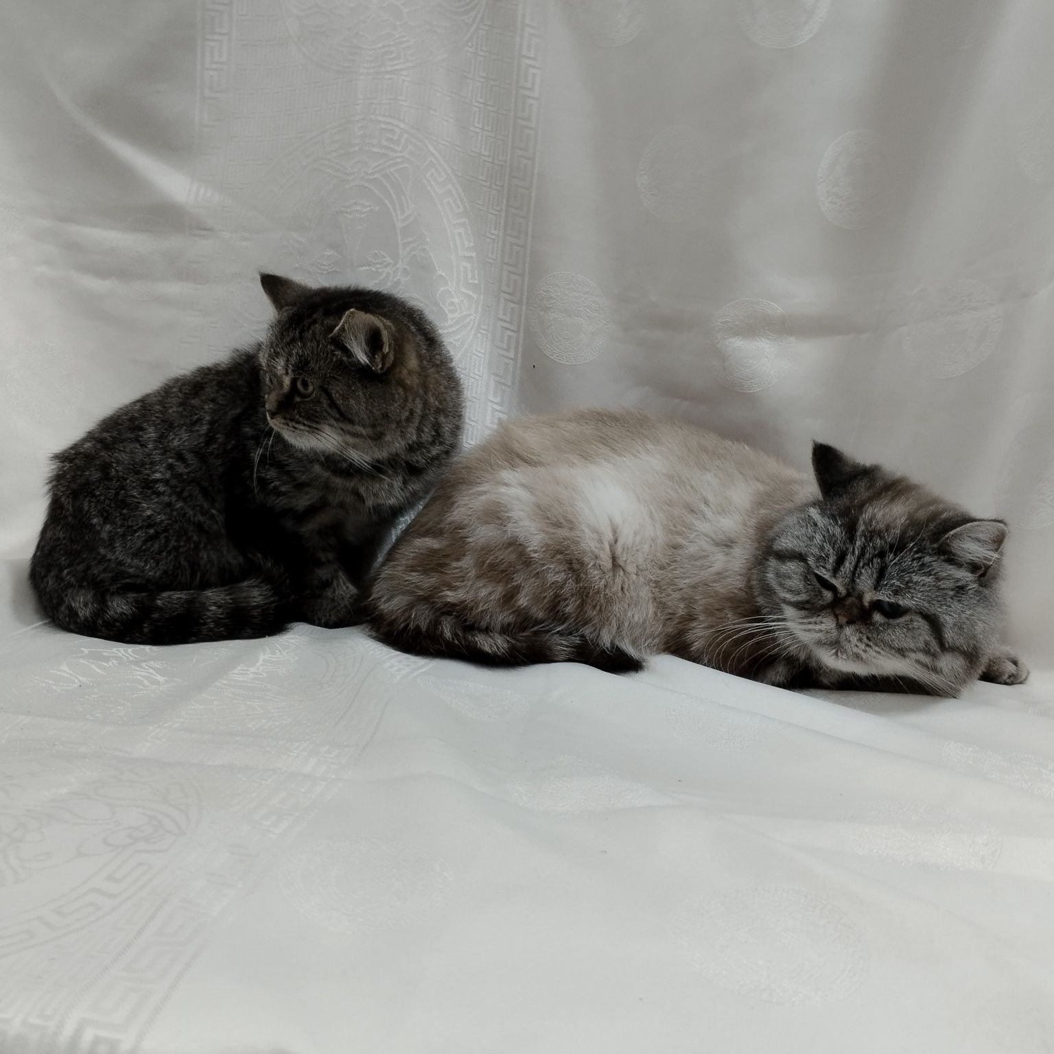 Британський котик Браун таббі