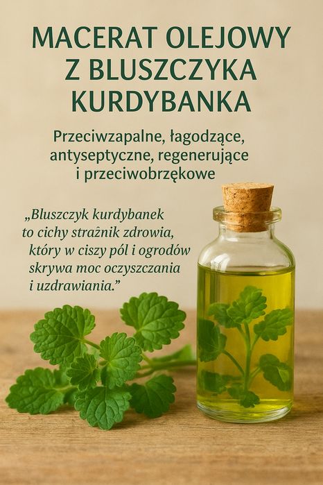 Macerat olejowy z bluszczyka kurdybanka 100 ml