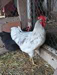 trio de frangos australorp