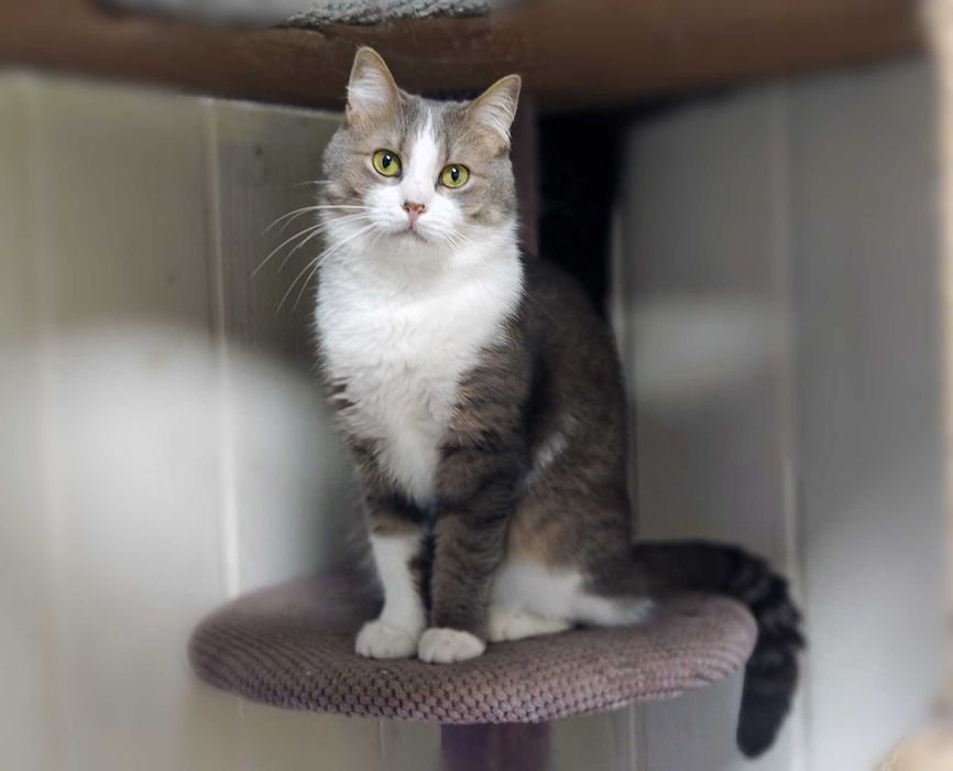 Лагідна кицюня Доллі 1рік шукає дім! кішка, сріблясто-біла, кошеня кіт