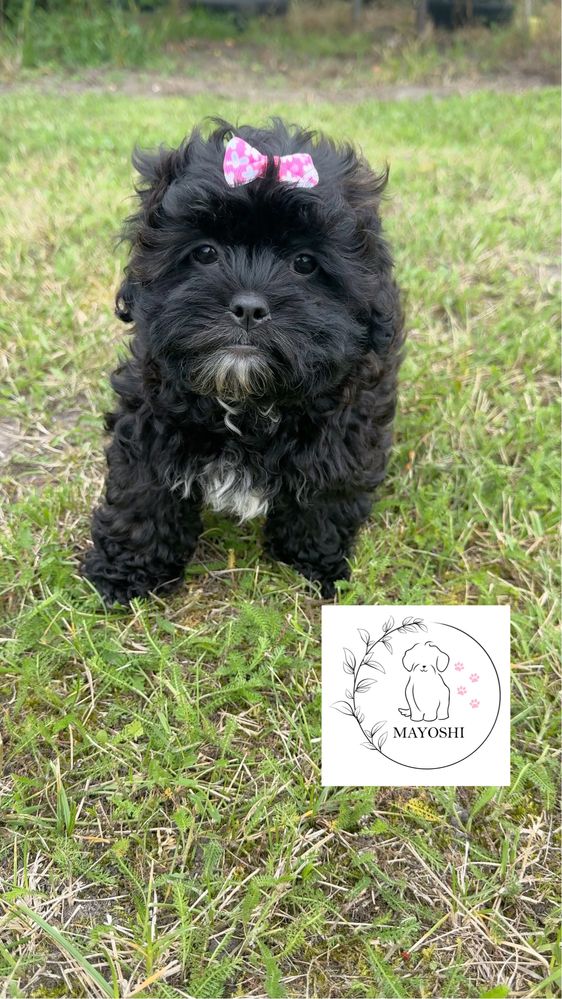 Gazela Suczka DO ODBiORU Shihpoo Maltipoo Wyprawka Badania genetyczne