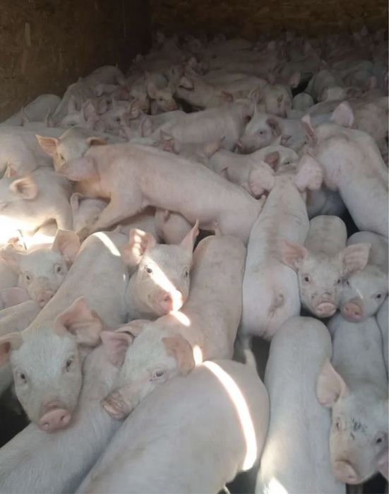 Поросята ландрас петрен