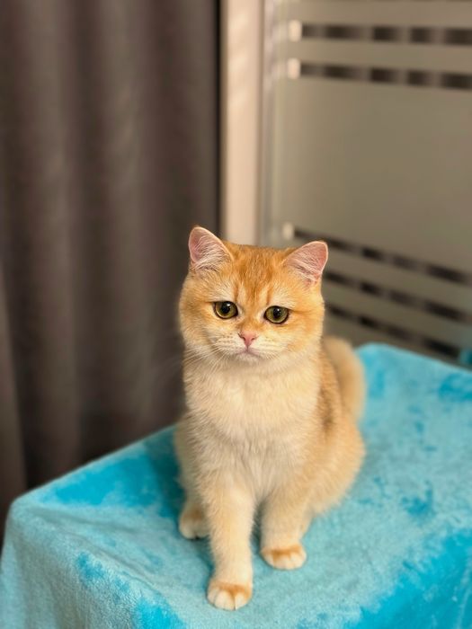 Красавица золотая шиншилла