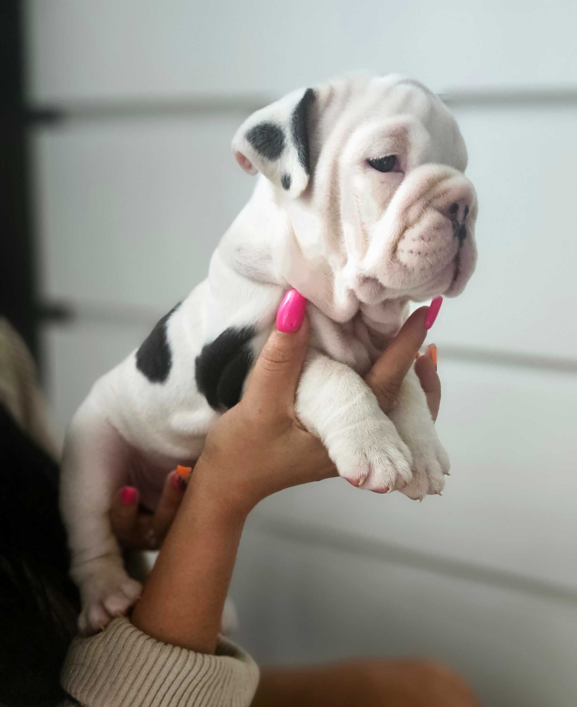 Buldog angielski