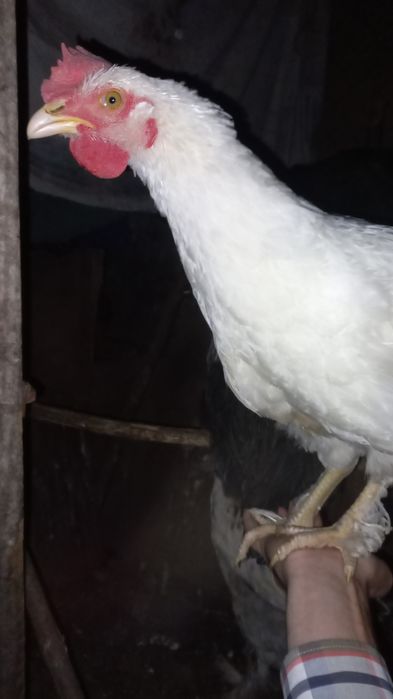 Vende se galinhas, frangos e patos